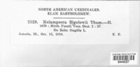 Melampsora bigelowii image